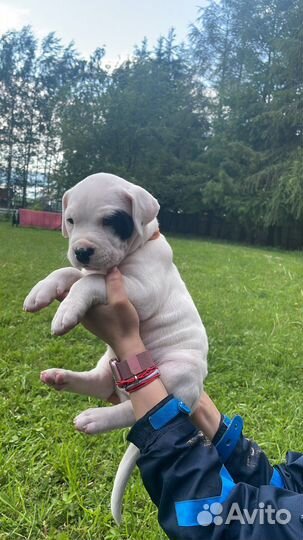 Щенки аргентинского дога