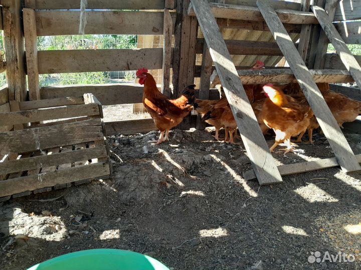 Петушки кучинские