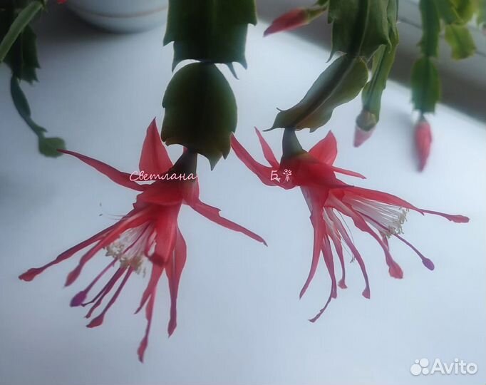 Шлюмбергеры сортовые 2 часть (декабрист)