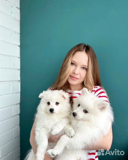 Японский шпиц щенки