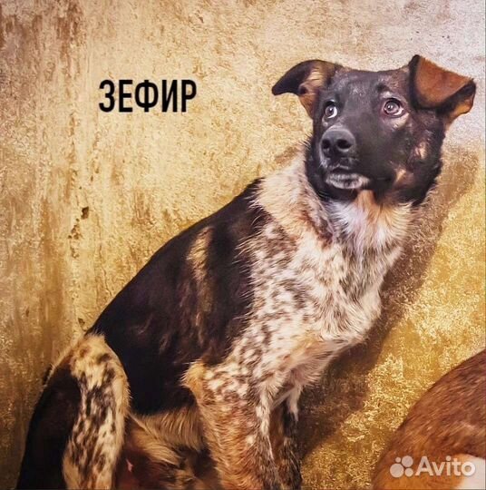 Собака в добрые руки