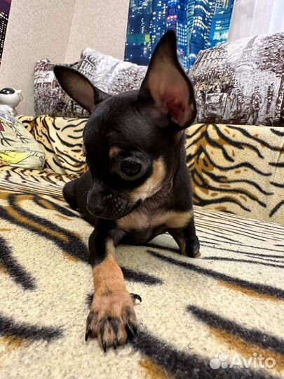 Мини той-терьер