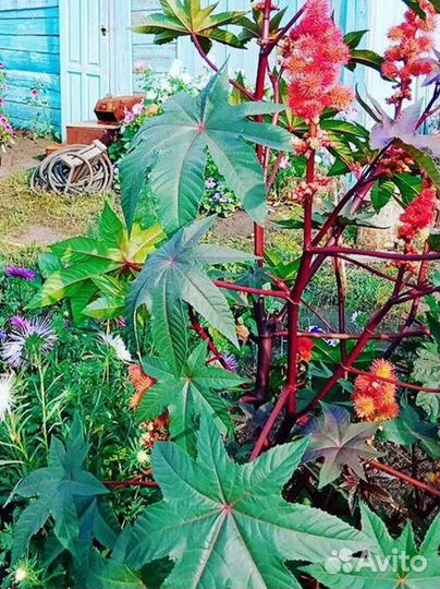 Клещевина обыкновенная (семена)