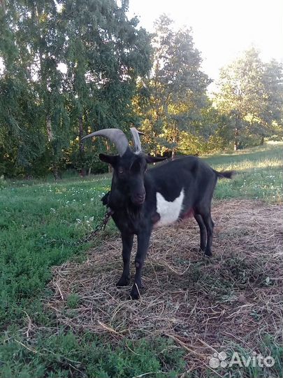 Козочки Козёл