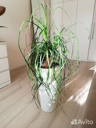 Нолина Бокарнея