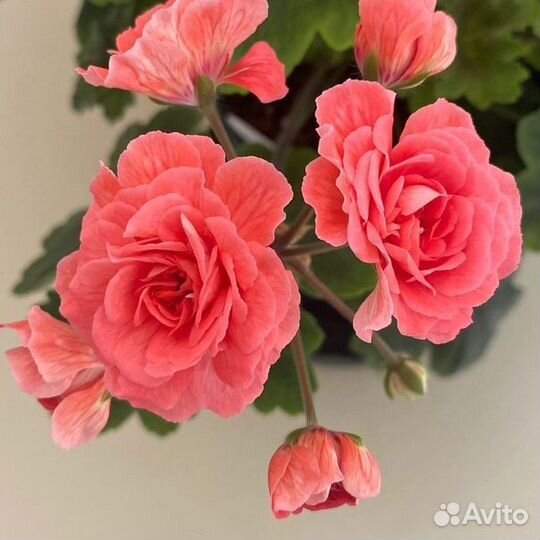 Сортовая пеларгония