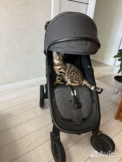 Коляска прогулочная Coletto Joggy, Grafit