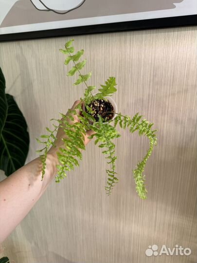 Комнатные растения