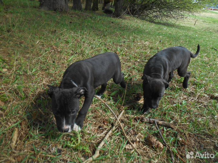 Щенки Питбуля