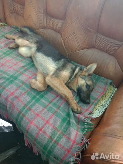 Немецкая овчарка