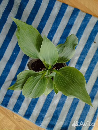 Хоста голубая