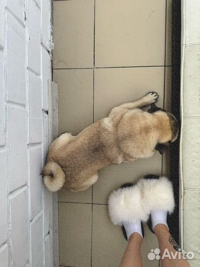 Мопс вязка мальчик