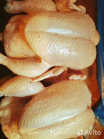 Цыплята бройлера