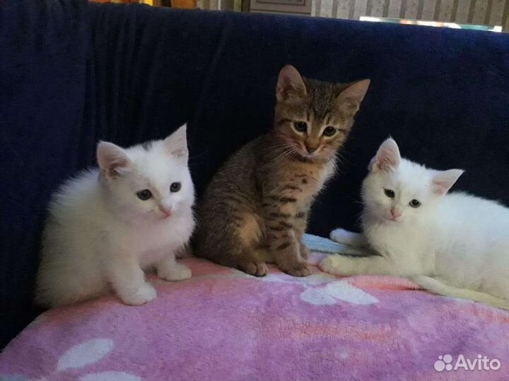 Котята в добрые руки