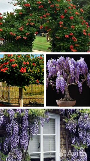 Саженцы Кампсис(текома),глициния (вестерия)