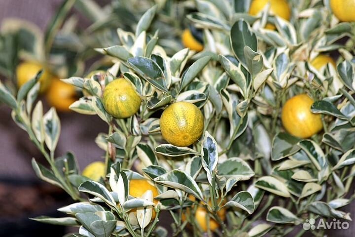 Кумкват Маргарита вариегатная