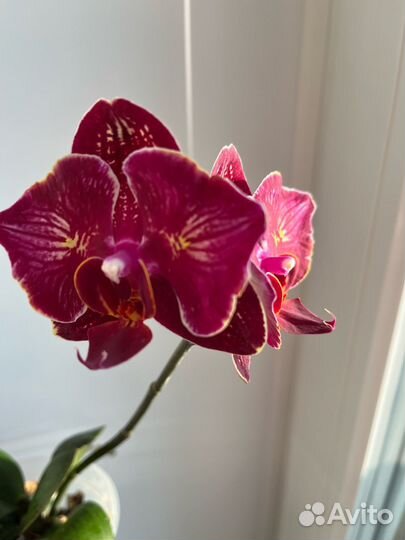 Орхидея фаленопсис бабочка