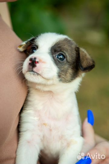 Щенки в добрые руки даром