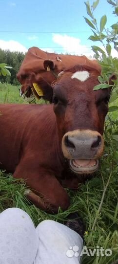 Молоко Айширской коровы