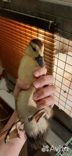 Мускусные утки индоутки индоутята