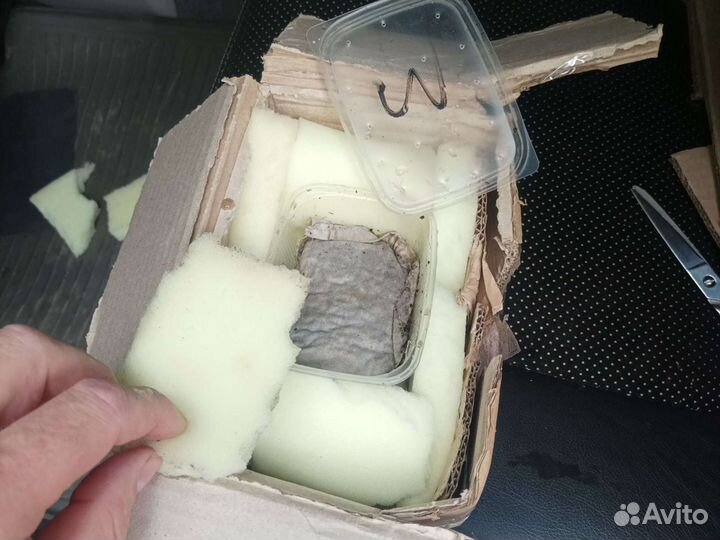 Кокон дендробены