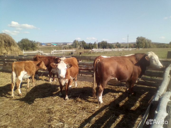 Быки, корова, телёнок