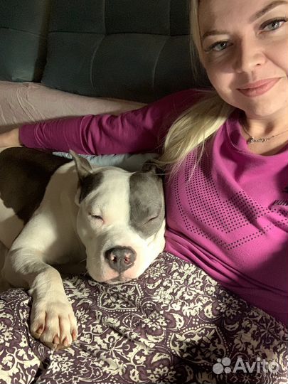 Домашняя передержка собак, выгул