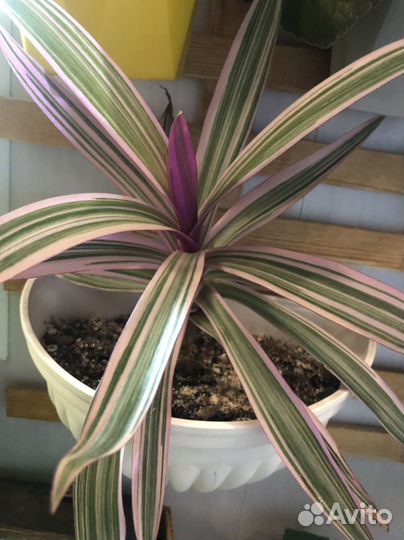 Традесканция рео