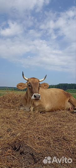 Коровы, телята