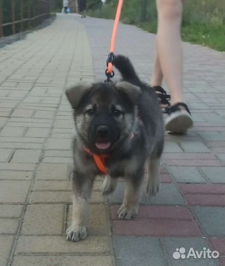 Собака в добрые руки щенок
