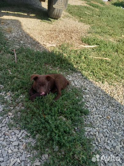 Щенки в добрые ручки