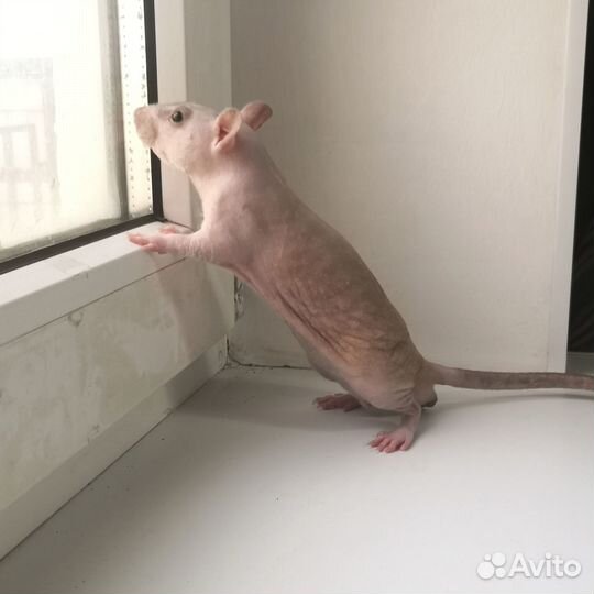 Крысы сфинксы фаззы