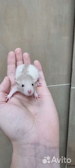 Крыса крысята дамбо