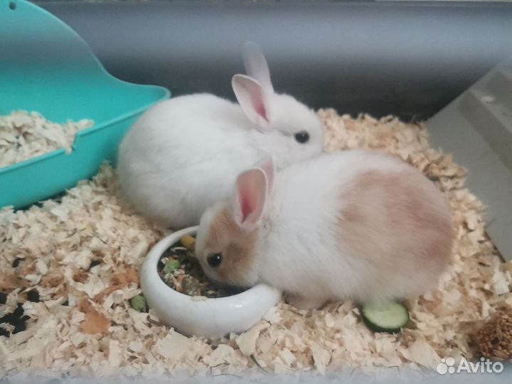 Декоративные кролики