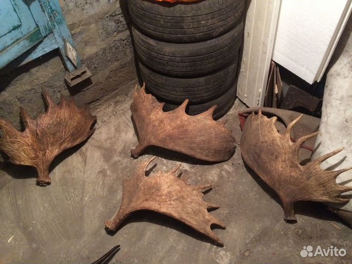 Рога лось олень марал любое качество