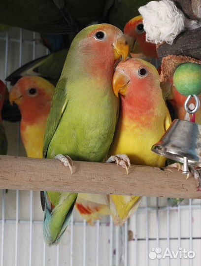 Неразлучник розовощекий птенцы