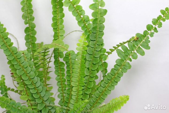 Комнатные цветы в большом ассортименте