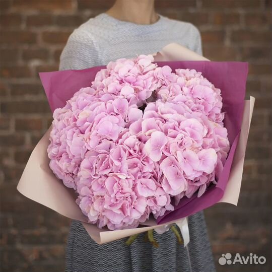 Красивая Гортензия Пышная Гидрангия в Упаковке