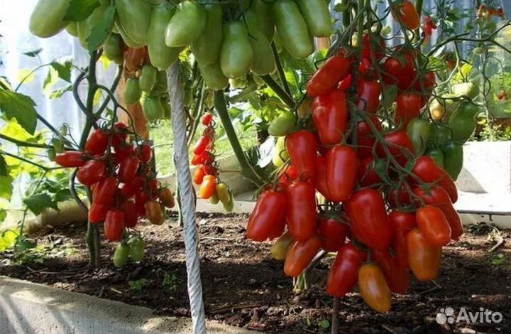 Рассада овощей