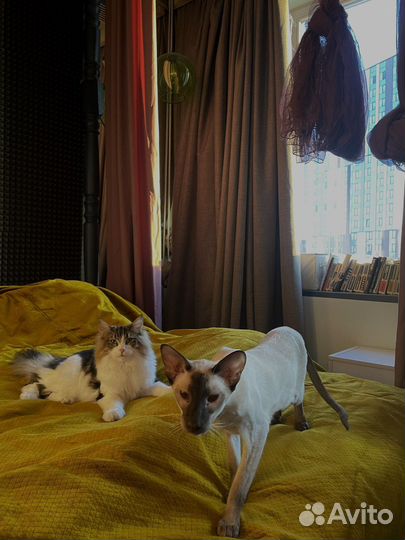 Кот ориентал 2 года в добрые руки