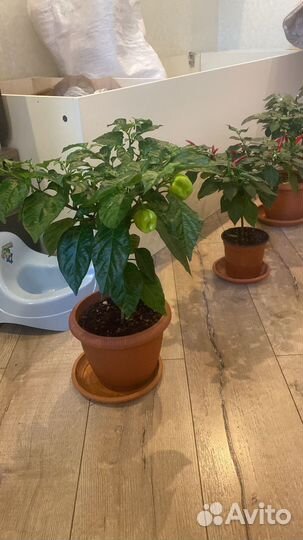 Пеонц хабанеро