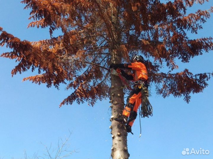 Валка деревьев