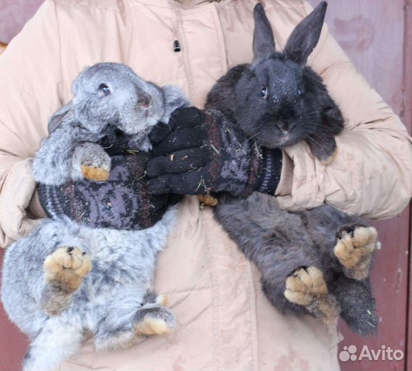 Классные крольчата