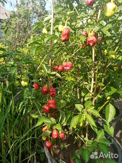 Перец сверхострый Carolina Reaper 10 семян