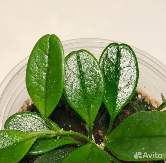 Хойя uniflora