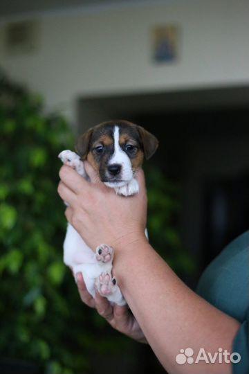 Девочка джек рассел