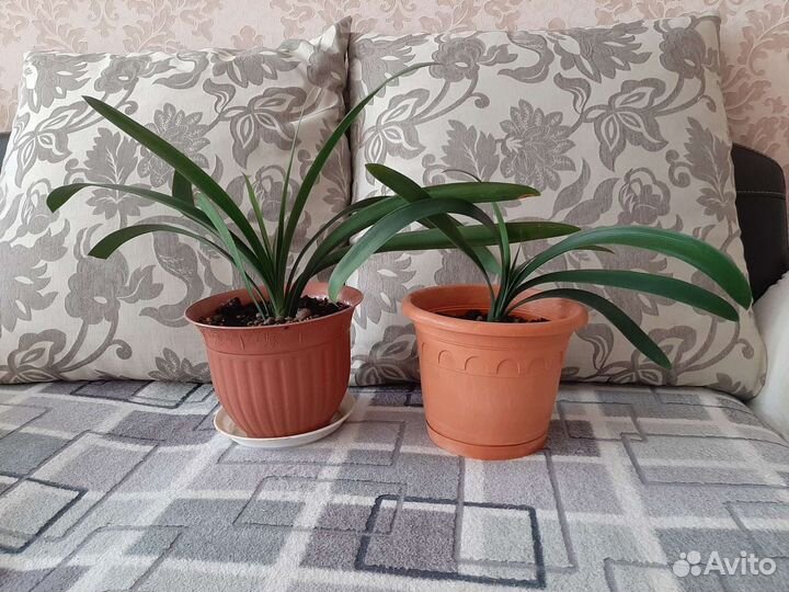 Комнатные цветы кливия