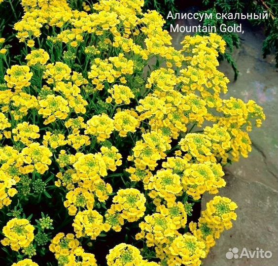 Алиссум семена многолетний разные сорта