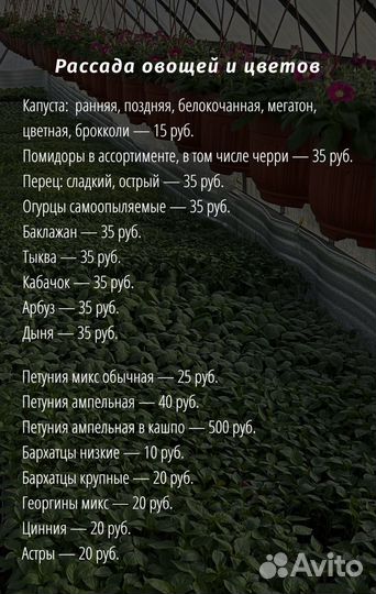 Рассада овощей
