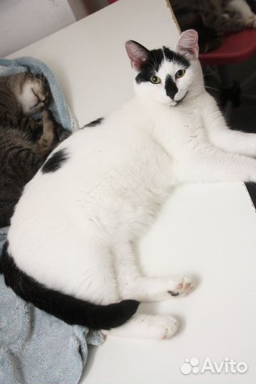 Кошечка Изабелла кошка в дар